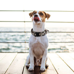 Tactical Dogs Collar Traction Rope